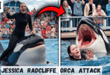 Jessica Radcliffe Orca Attack