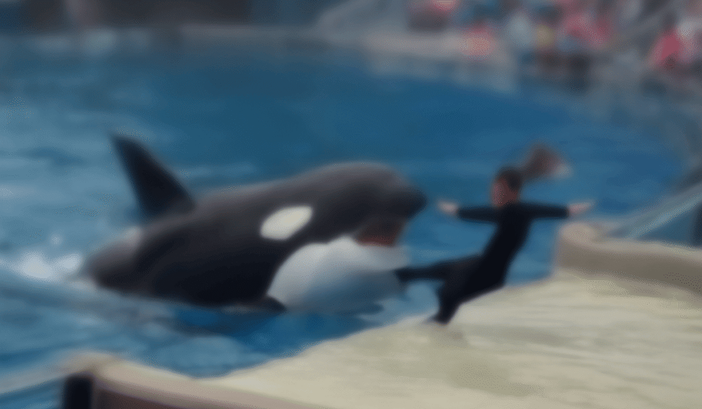 Jessica Radcliffe Orca Attack Hoax
