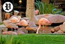 Flamingos