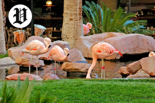 Flamingos