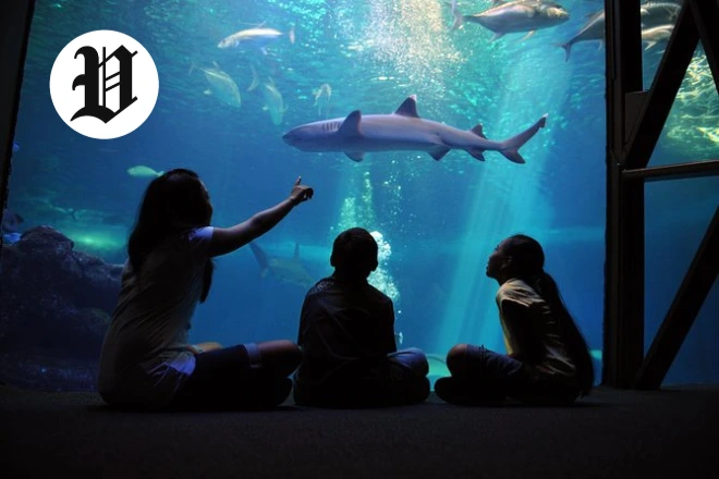 Museums in Las Vegas Nevada – Aquarium with sharks and marine life